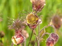 Geum rivale 83, Knikkend nagelkruid, Saxifraga-Jan van der Straaten