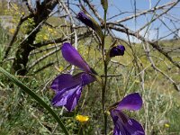 Gladiolus atroviolaceus