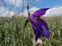 Gladiolus atroviolaceus 6, Saxifraga-Ed Stikvoort : Jerevan - Garni s9900