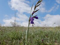 Gladiolus atroviolaceus 7, Saxifraga-Ed Stikvoort : Jerevan - Garni s9900
