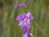 Gladiolus illyricus 23, Saxifraga-Willem van Kruijsbergen