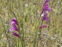 Gladiolus illyricus 24, Saxifraga-Willem van Kruijsbergen