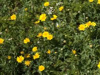Glebionis coronaria 2, Gekroonde ganzenbloem, Saxifraga-Jan van der Straaten