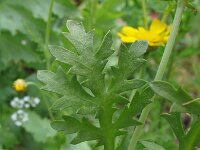 Glebionis coronaria 25, Gekroonde ganzenbloem, Saxifraga-Rutger Barendse