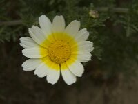 Glebionis coronaria 28, Gekroonde ganzenbloem, Saxifraga-Willem van Kruijsbergen