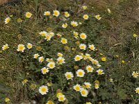 Glebionis coronaria 3, Gekroonde ganzenbloem, Saxifraga-Willem van Kruijsbergen