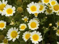 Glebionis coronaria 31, Gekroonde ganzenbloem, Saxifraga-Jan van der Straaten