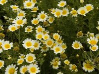 Glebionis coronaria 33, Gekroonde ganzenbloem, Saxifraga-Jan van der Straaten