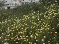 Glebionis coronaria 34, Gekroonde ganzenbloem, Saxifraga-Willem van Kruijsbergen