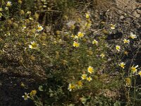 Glebionis coronaria 51, Gekroonde ganzenbloem, Saxifraga-Willem van Kruijsbergen