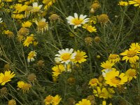 Glebionis coronaria 60, Gekroonde ganzenbloem, Saxifraga-Willem van Kruijsbergen