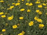 Glebionis coronaria 61, Gekroonde ganzenbloem, Saxifraga-Willem van Kruijsbergen