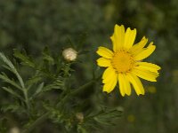 Glebionis coronaria 68, Gekroonde ganzenbloem, Saxifraga-Willem van Kruijsbergen