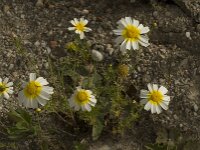 Glebionis coronaria var discolor 21, Gekroonde ganzenbloem, Saxifraga-Willem van Kruijsbergen