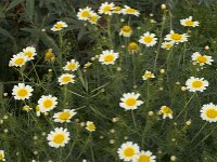 Glebionis coronaria var discolor 22, Gekroonde ganzenbloem, Saxifraga-Jan van der Straaten
