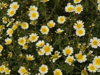 Glebionis coronaria var discolor 38, Gekroonde ganzenbloem, Saxifraga-Jan van der Straaten