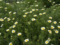 Glebionis coronaria var discolor 39, Gekroonde ganzenbloem, Saxifraga-Willem van Kruijsbergen