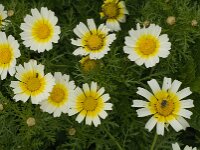 Glebionis coronaria var discolor 40, Gekroonde ganzenbloem, Saxifraga-Jan van der Straaten