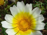 Glebionis coronaria var discolor 41, Gekroonde ganzenbloem, Saxifraga-Hans Grotenhuis
