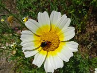 Glebionis coronaria var discolor 46, Gekroonde ganzenbloem, Saxifraga-Hans Grotenhuis