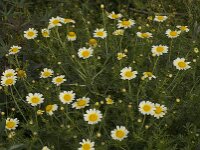 Glebionis coronaria var discolor 62, Gekroonde ganzenbloem, Saxifraga-Willem van Kruijsbergen