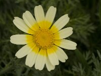 Glebionis coronaria var discolor 64, Gekroonde ganzenbloem, Saxifraga-Willem van Kruijsbergen