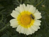 Glebionis coronaria var discolor 65, Gekroonde ganzenbloem, Saxifraga-Jan van der Straaten