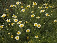 Glebionis coronaria var discolor 66, Gekroonde ganzenbloem, Saxifraga-Willem van Kruijsbergen