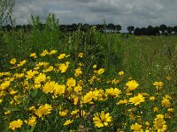 Glebionis segetum 22, Gele ganzenbloem, Saxifraga-Rutger Barendse