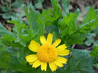 Glebionis segetum 25, Gele ganzenbloem, Saxifraga-Rutger Barendse