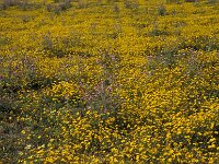 Glebionis segetum 27, Gele ganzenbloem, Saxifraga-Piet Zomerdijk
