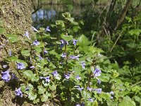 Group of flowering Ground-ivy (Glechoma hederacea)  Group of flowering Ground-ivy (Glechoma hederacea) : flower, flowers, color, plant, nature, natural, flora, floral, summer, summertime, growth, nobody, no people, vascular plant, outside, outdoor, outdoors, wildflower, flowering, Ground-ivy, Glechoma hederacea, gill-over-the-ground, creeping charlie, alehoof, tunhoof, catsfoot, field balm, and run-away-robin, spring, springtime