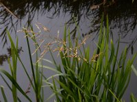 Glyceria maxima 16, Liesgras, Saxifraga-Ed Stikvoort : s9900