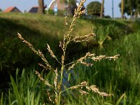 Glyceria maxima 17, Liesgras, Saxifraga-Ed Stikvoort : s9900