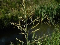 Glyceria maxima 19, Liesgras, Saxifraga-Ed Stikvoort : A900