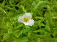 Gratiola officinalis 12, Genadekruid, Saxifraga-Ed Stikvoort