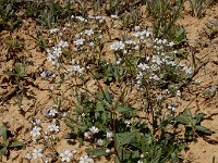Gypsophila heteropoda 2, Saxifraga-Ed Stikvoort : Jerevan - Areni - Noravank s9900