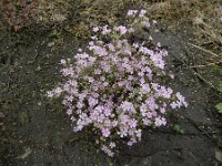 Gypsophila muralis 6, Gipskruid, Saxifraga-Ed Stikvoort : A900