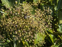 Hedera helix 49, Klimop, Saxifraga-Jan van der Straaten