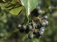 Hedera helix 52, Klimop, Saxifraga-Jan van der Straaten
