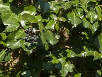 Hedera helix 54, Klimop, Saxifraga-Jan van der Straaten