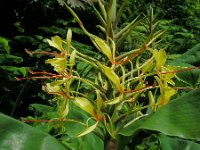 Hedychium gardnerianum 4, Saxifraga-Ed Stikvoort
