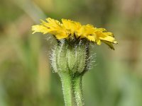 Hedypnois cretica 1, Saxifraga-Sonja Bouwman  Crete weed, scaly hawkbit - Hedypnois cretica - Asteraceae familie