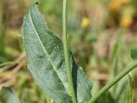 Hedypnois cretica 2, Saxifraga-Sonja Bouwman  Crete weed - Hedypnois cretica - Asteraceae familie