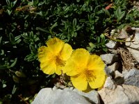 Helianthemum apenninum ssp urrielense 41, Saxifraga-Ed Stikvoort : Espinama - Fuente Dé - Regugio de Aliva s9900