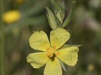 Helianthemum salicifolium 4, Saxifraga-Willem van Kruijsbergen