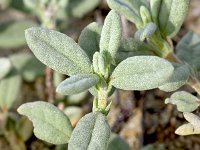 Helianthemum spiculatum 1, Saxifraga-Sonja Bouwman  Helianthemum spiculatum - Cistaceae familie