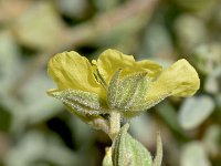 Helianthemum spiculatum 3, Saxifraga-Sonja Bouwman  Helianthemum spiculatum - Cistaceae familie