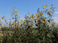 Helianthus tuberosus 22, Aardpeer, Saxifraga-Ed Stikvoort : Beuningerwaard en Ewijkplaat a900