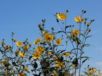 Helianthus tuberosus 24, Aardpeer, Saxifraga-Ed Stikvoort : Beuningerwaard en Ewijkplaat a900